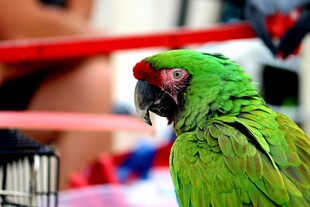 绿羽红冠鹦鹉特写