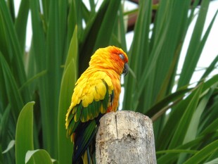 多彩鹦鹉立于绿植间