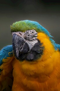 多彩鹦鹉特写