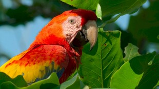 色彩艳丽的金刚鹦鹉