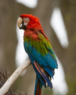 色彩斑斓的鹦鹉栖息枝头