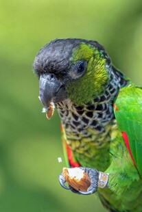 绿鹦鹉进食瞬间