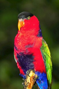 五彩斑斓鹦鹉特写