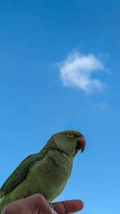 手托绿鹦鹉 蓝天伴白云