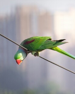 绿鹦鹉栖息于电线上