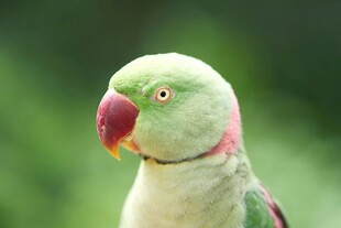 绿羽红喙鹦鹉特写