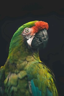 多彩鹦鹉特写