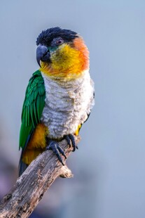 多彩小鸟栖息枝头