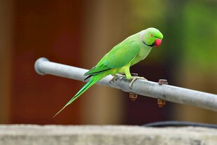 翠绿鹦鹉栖于金属杆上