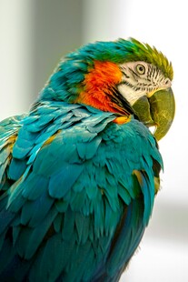 色彩斑斓的美丽金刚鹦鹉