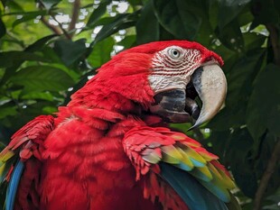 鲜艳红鹦鹉于绿植间