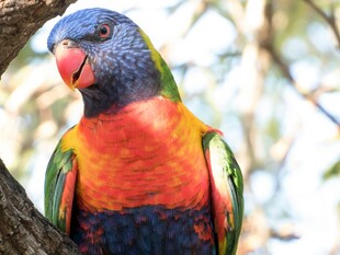 多彩鹦鹉栖息于树枝间