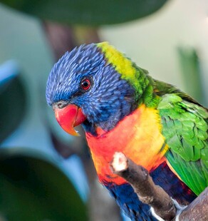 五彩鹦鹉栖息枝头