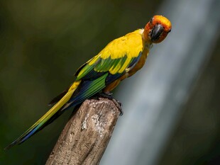 色彩艳丽的鹦鹉栖息枝头