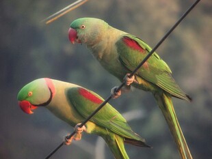 双鹦鹉栖于电线上