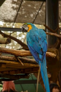 蓝黄鹦鹉栖息于树枝间