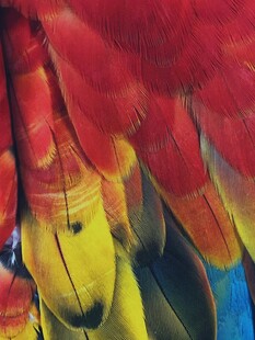 色彩斑斓的鹦鹉羽毛细节