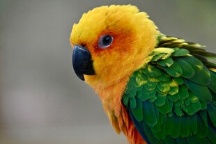 色彩斑斓的鹦鹉特写