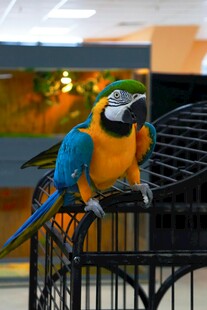 笼中多彩鹦鹉
