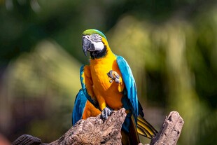 多彩鹦鹉栖息枝头