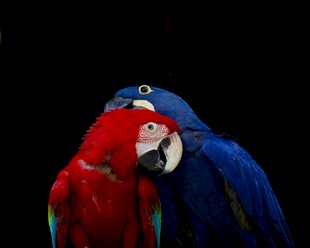 红蓝鹦鹉亲昵依偎