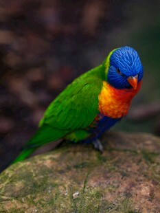 五彩鹦鹉栖息于岩石上