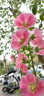 蜀葵花