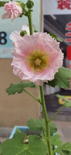 芙蓉葵