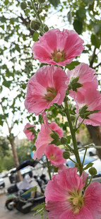 芙蓉葵