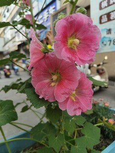 芙蓉葵