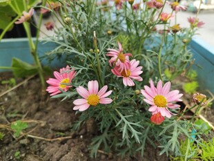 粉色雏菊