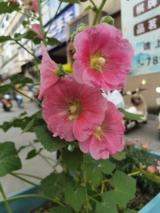 木槿花