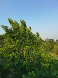 槐树