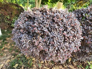球状植物