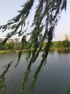 垂柳