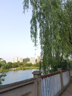 柳枝