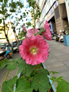 芙蓉葵