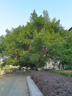 黄桷树