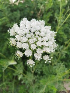 白色小花