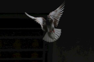 展翅飞翔的白鸽