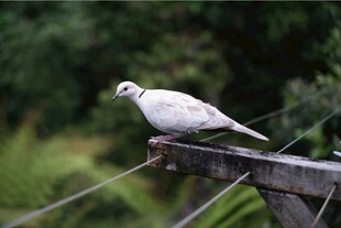 白鸽栖息于木架上