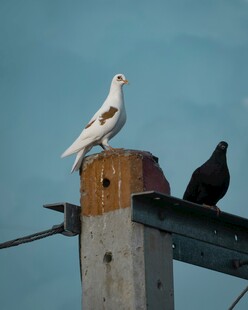 木杆上的白鸽与黑鸽