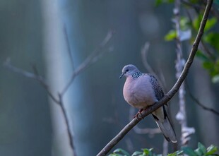 枝头鸽子