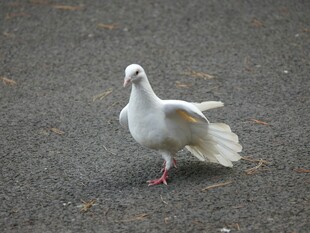 单只白鸽于地面展翅