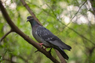 枝头鸽子