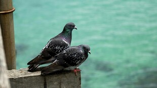 海边石台上的两只鸽子