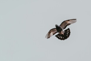 展翅翱翔的飞鸟