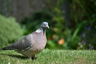 草地上的灰鸽子