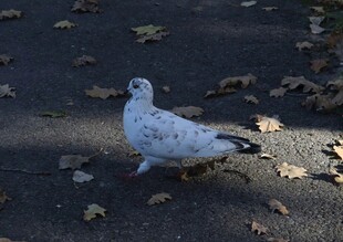 漫步地面的斑点鸽子