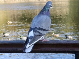 栏杆上的灰鸽与水中群鸭